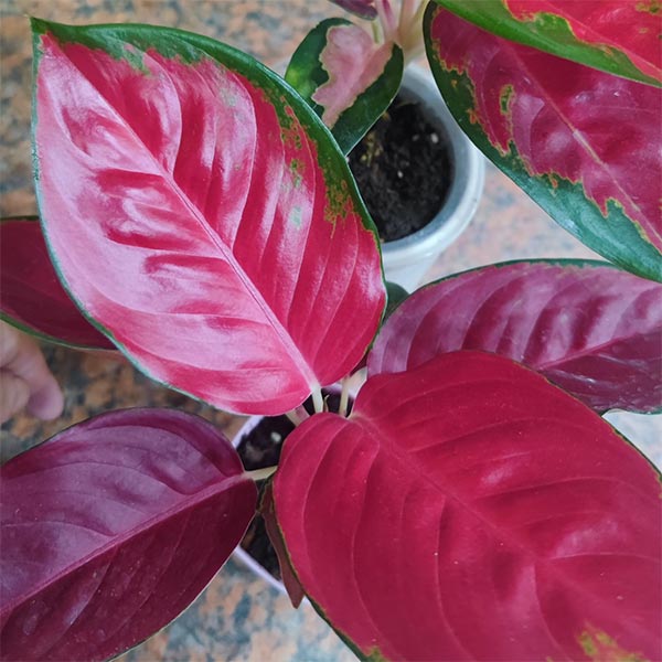 Pinnacle Plants International.