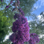Buddleja-URBAFLORA®-City-Slicker-(sterile)