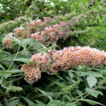 Buddleja-URBAFLORA®City-Lights-(sterile)