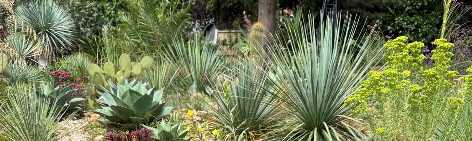 Xeric-Garden-Slide