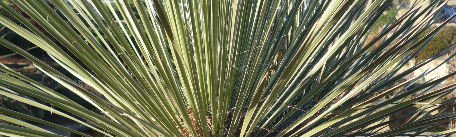 Yucca-angustifolia-slide