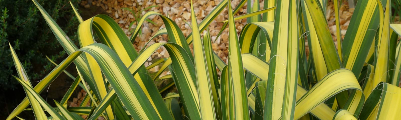 Yucca-flaccida-Golden-Sword-Slide