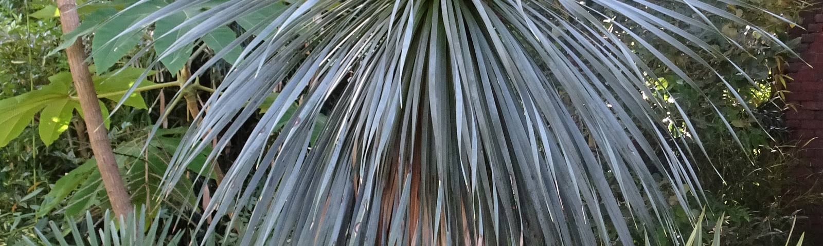 Yucca-rostrata.-slidejpg
